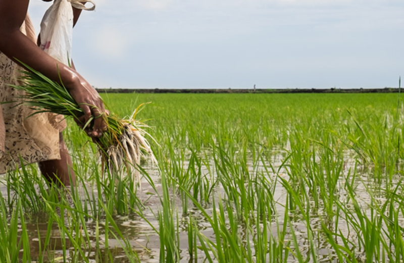 Côte d’Ivoire- Quest to become West Africa’s rice bowl